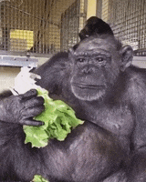 Salad Lettuce GIF by Save the Chimps