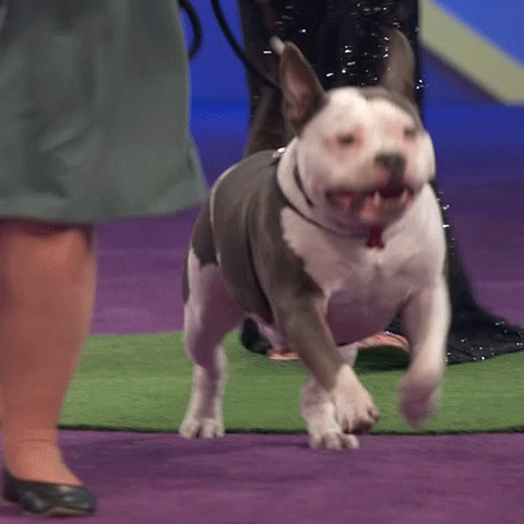 Dog Running GIF by ABC Network