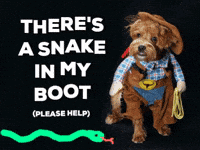 Snake-funny GIFs - Get the best GIF on GIPHY Snake-funny GIFs - Get the best GIF on GIPHY