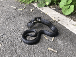 Jonespointpark Oldtownalexandria Wildflowersofvirginia Botany Mortezart Snake GIF