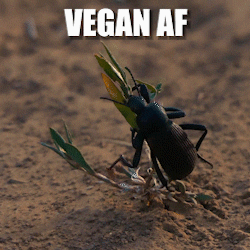 Stink Bug Vegan GIF by GrandCanyonTV