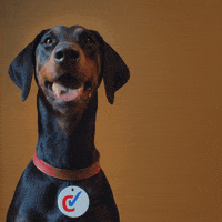 Dog Tick GIF by Checkatrade.com