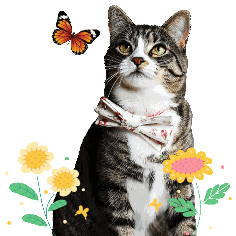 Cute-kitty-butterfly-adorable-love GIFs - Get the best GIF on GIPHY