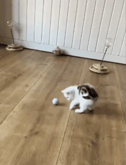 GIF Animado