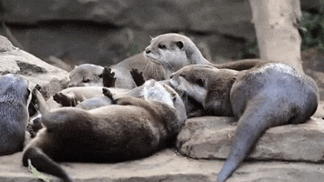 Woodlandparkzoo friday adorable otter otters GIF