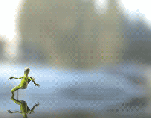  animation running sunday lizard dopeness GIF