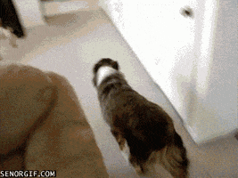 Dog GIF