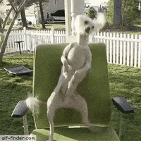 Excited Dog GIF by memecandy
