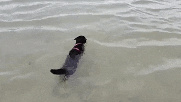 Gatito Negro Nadando En El Mar GIF