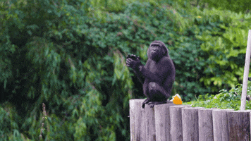 Western Lowland Gorilla Clap GIF by BristolZooGardens