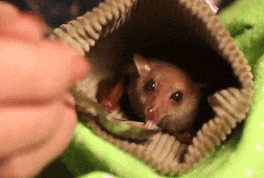 bat eating GIF