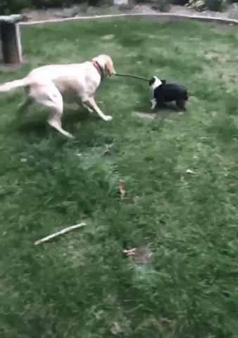 Fight Playing GIF by JustViral.Net