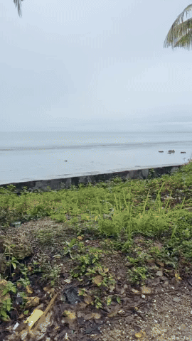 Indo GIF