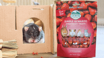 Strawberry Rat GIF by Oxbow Animal Health