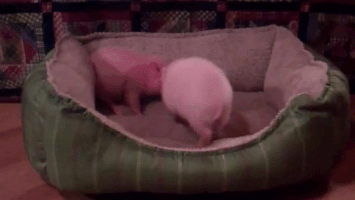 nap pigs GIF