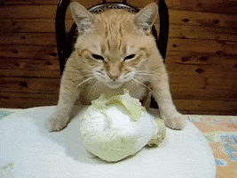 cat cabbage GIF