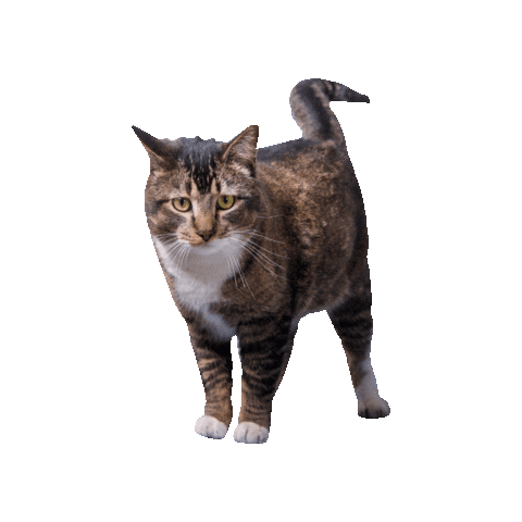 Cat Sticker by CountryHillsGolf