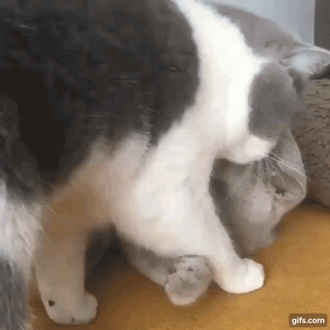 cats kisses GIF