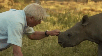  video baby david inside rhino GIF