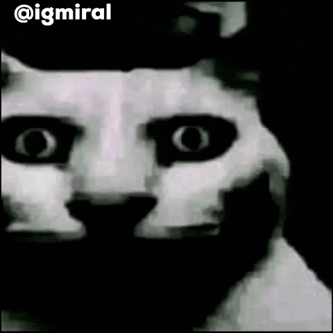 Cat Meme Dark Humour GIF