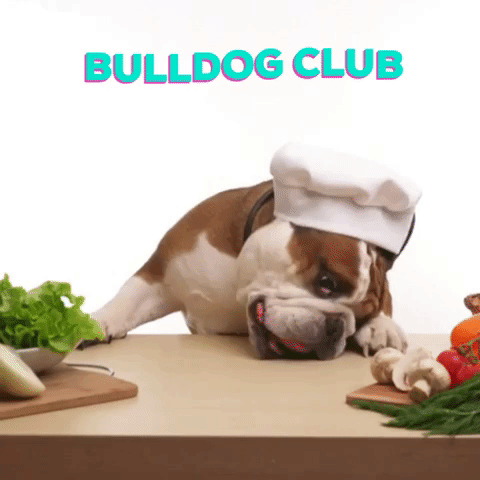 bulldog_club dog vegan bulldog comer GIF