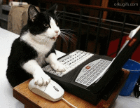 Cat-profile GIFs - Get the best GIF on GIPHY