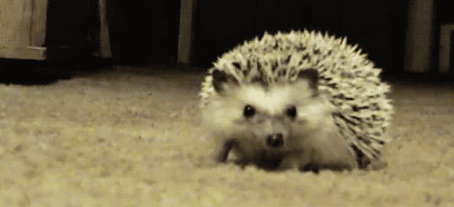 hedgehog meaning, definitions, synonyms