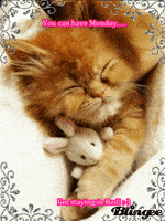 Cute cat sleeping images