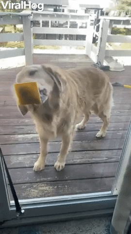 Harper The Golden Retriever Struggles With Cheese On Glass Door GIF by ViralHog
