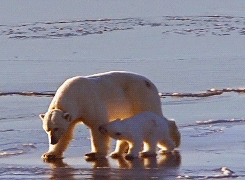 polar bear snow GIF