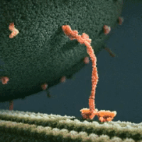 protein molecule GIF