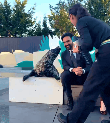 Happy Sea Lion GIF