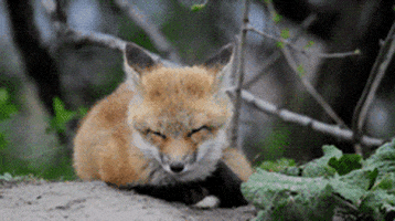 fox kit GIF