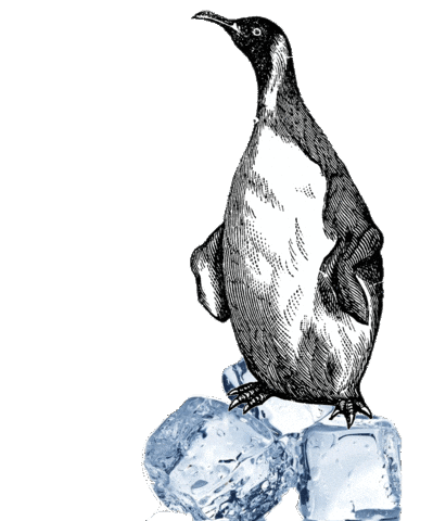 Ice Pinguin Sticker by Beestig Jeugdwerk Gent