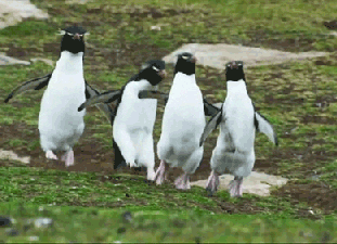 Penguins-walking GIFs - Get the best GIF on GIPHY