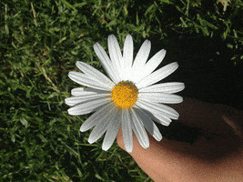 daisy GIF