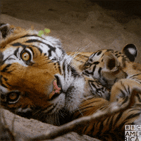Tiger Cub Baby GIF by BBC America