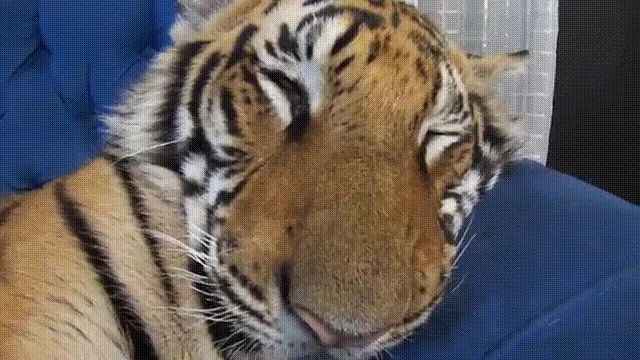 tiger sleeping GIF