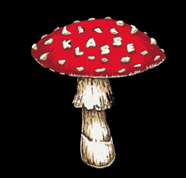 klasseskateco psychedelic mushroom klasse amanita GIF