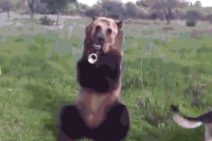 Bear Trumpet GIF - Find & Share on GIPHY