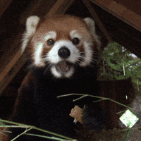 Red Panda Eating Gifs Get The Best Gif On Giphy
