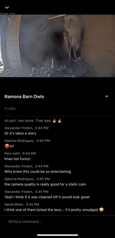Owl Chat GIF by Mammalz