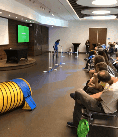 Annenberg PetSpace GIF