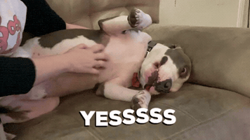 Dog GIF