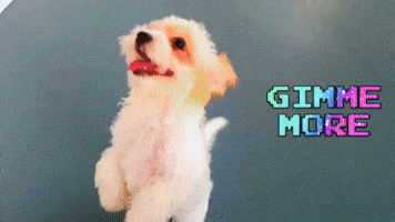 Give Me More GIF by WoofWaggers