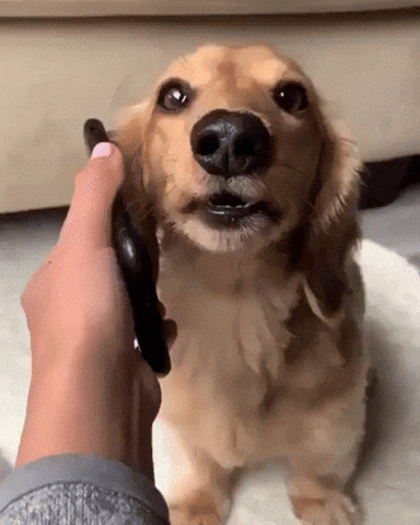Video gif. Dog looks up at us, appearing to have a serious conversation on the phone which someone is holding up to his ear.