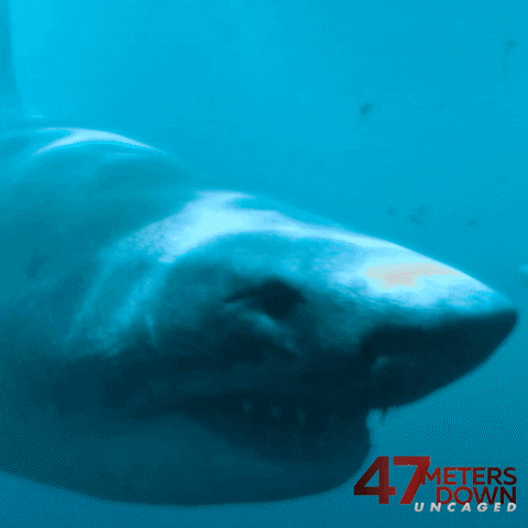 GIF by 47 Meters Down Uncaged