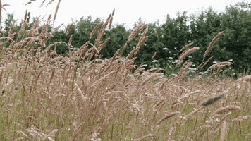 Cheshire Wildlife Trust GIF