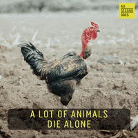 Sad Farm Animals GIF by 60 Second Docs