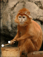 Monkey Drumming GIF
